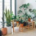 Como Usar Plantas na Decoração de Interiores