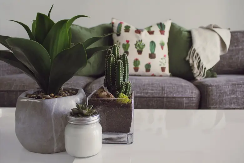 Como Usar Plantas na Decoração de Interiores