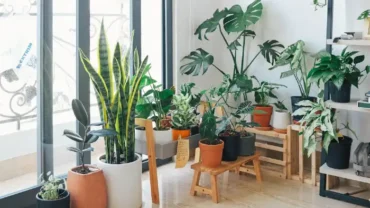 Como Usar Plantas na Decoração de Interiores