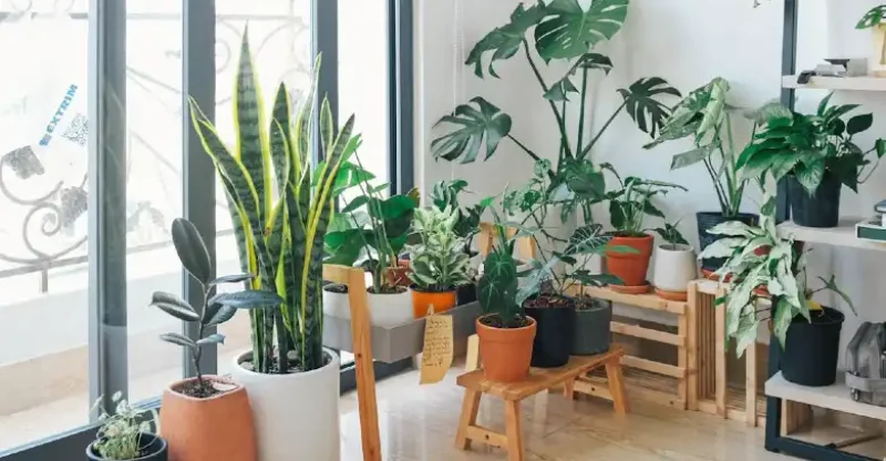 Como Usar Plantas na Decoração de Interiores