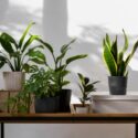 Como Manter o Ambiente Fresco com Plantas