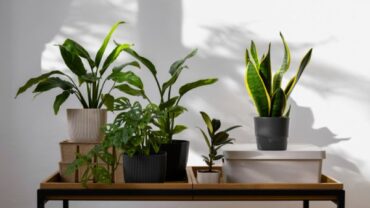 Como Manter o Ambiente Fresco com Plantas