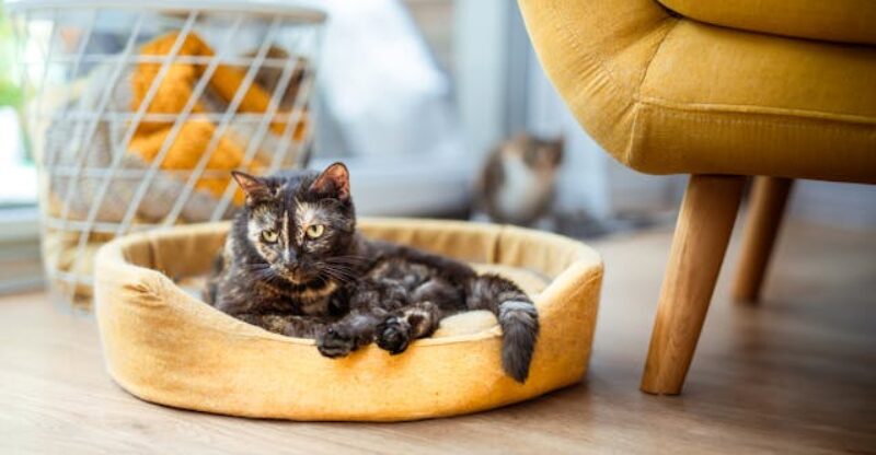 Cuidados preventivos para proteger seus móveis em casas com gatos