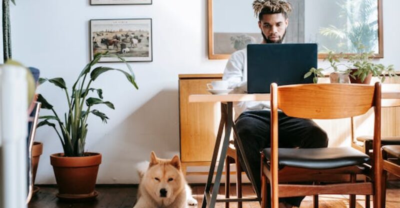 Descubra formas de proporcionar um espaço ideal para pets pequenos em apartamentos compactos